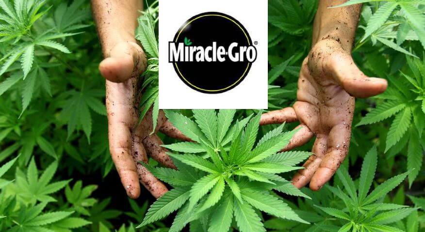 大麻関連企業