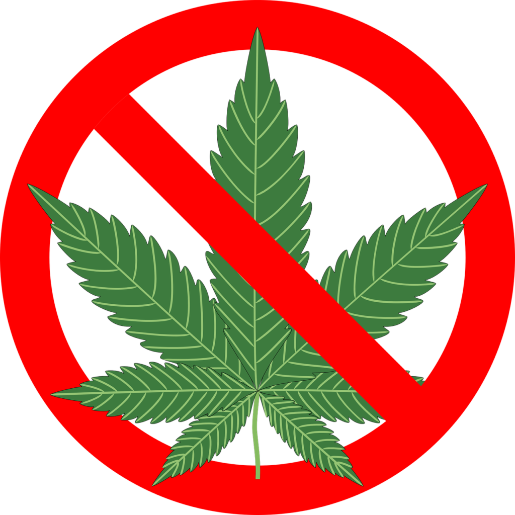 大麻ってそもそも何 花や葉っぱの特徴やケシとの見分け方を解説 Marijuana Jp マリファナｊｐ 国内最大の大麻メディア
