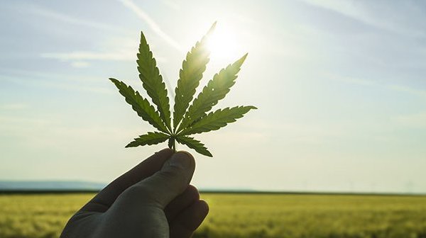 大麻草