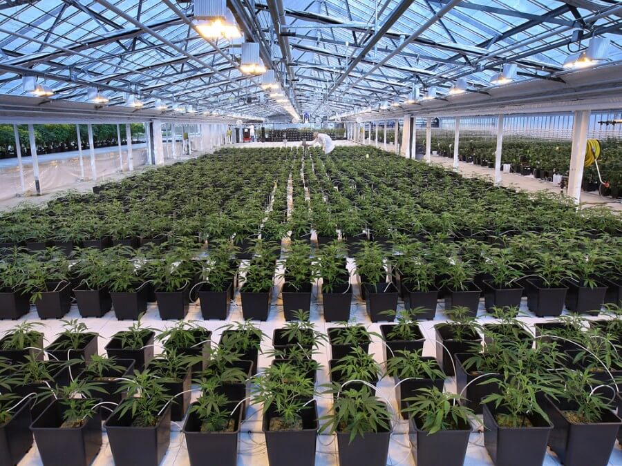 大麻栽培工場
