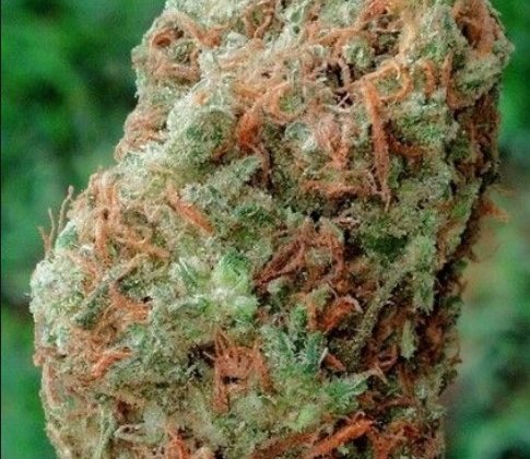 大麻