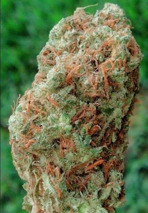 大麻