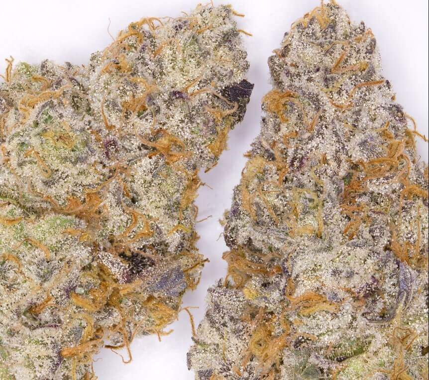 大麻の品種