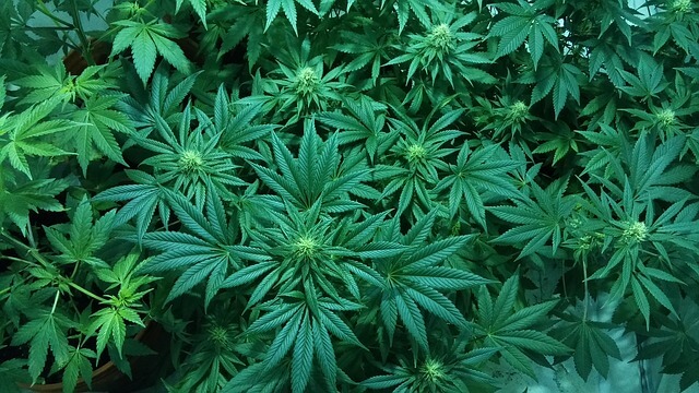 大麻草
