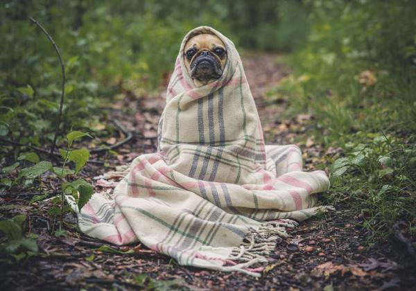 ブランケットに包まる犬