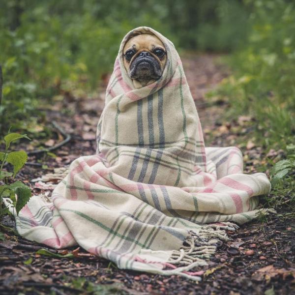 ブランケットに包まる犬