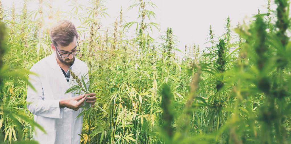 大麻と科学者