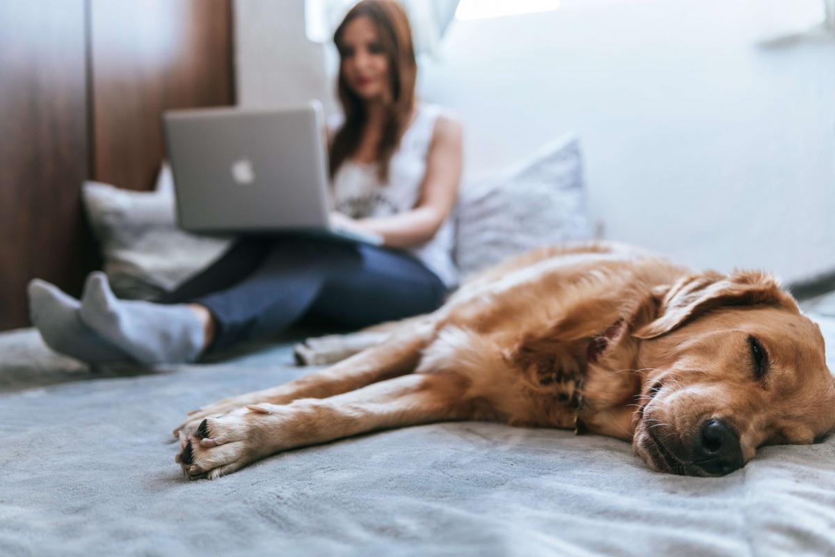 犬と女性