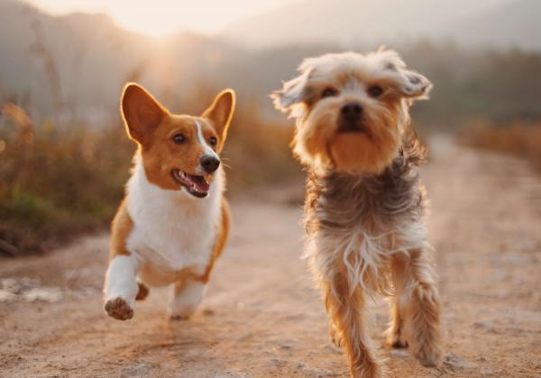 犬