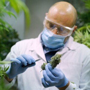 大麻を調査する科学者