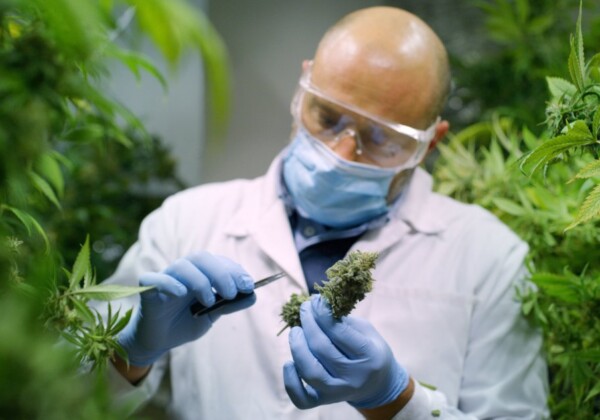 大麻を調査する科学者