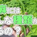 大麻ってどんな種類があるの?【サティバ、インディカ、ハイブリット】