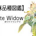 ホワイトウィドウ｜WHITE WIDOW