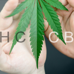 大麻草とTHC、CBD