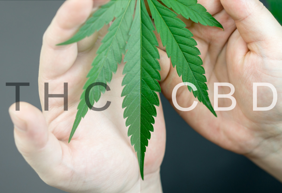 大麻草とTHC、CBD