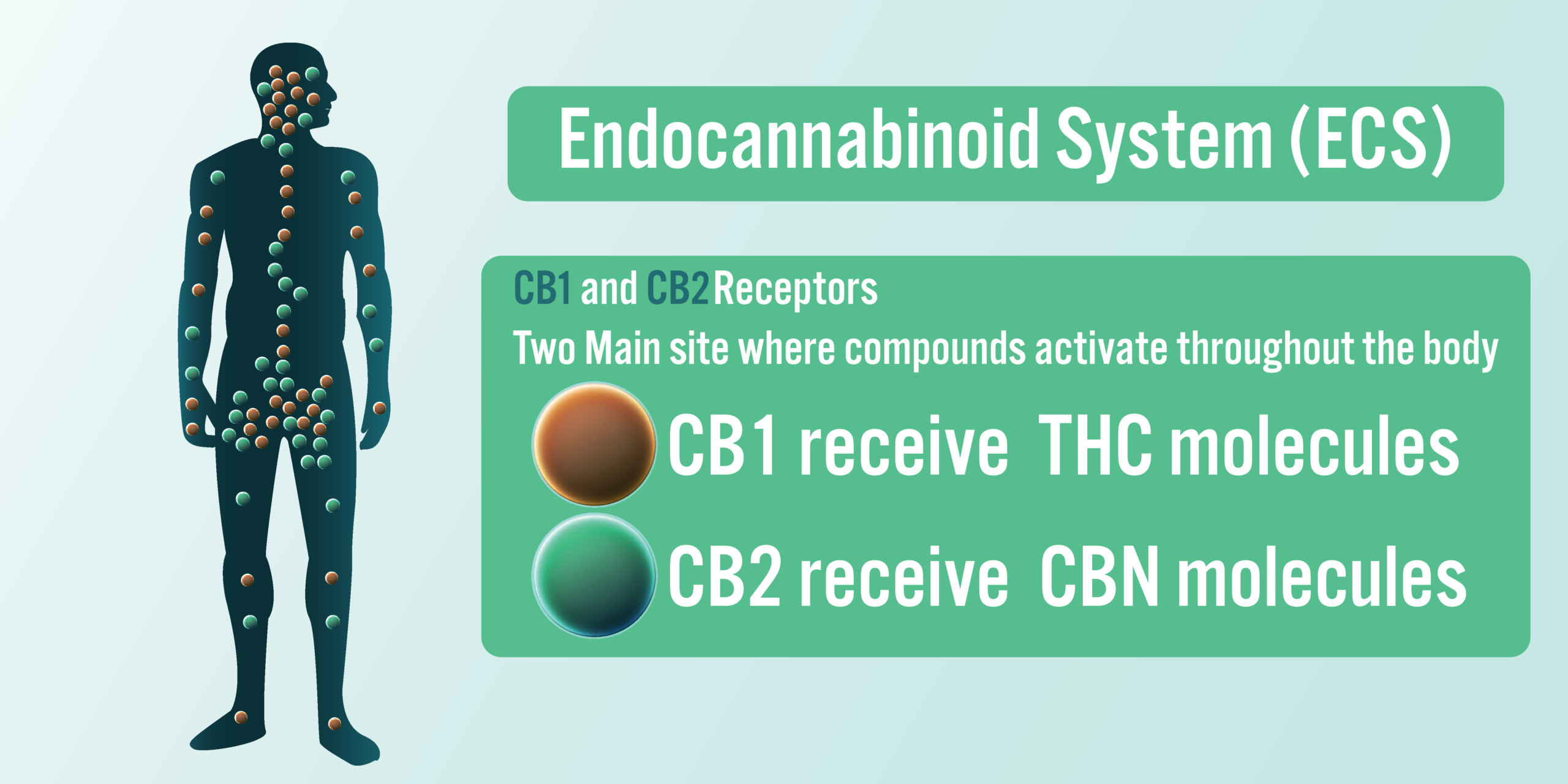 エンドカンナビノイドシステム（ECS）とは？大麻、CBDとの関係も徹底解説 - Marijuana.JP｜マリファナＪＰ 国内最大の大麻メディア