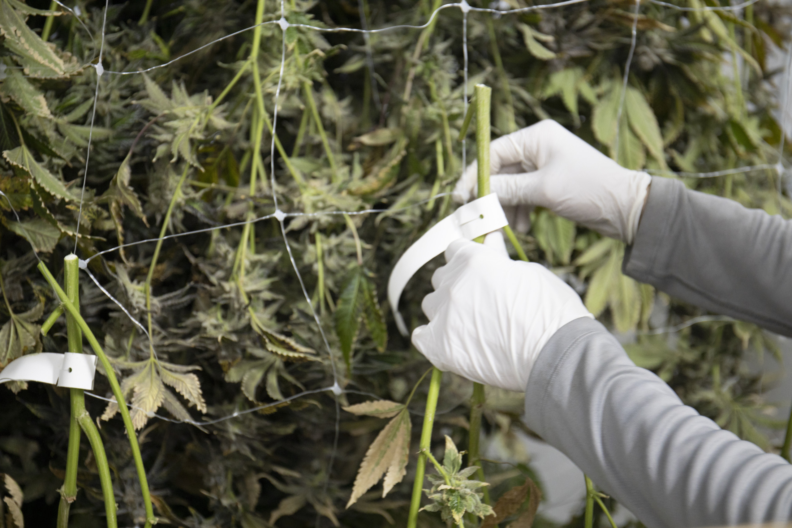 余った大麻の茎を有効活用する10個のアイデア 捨てずに再利用しよう Marijuana Jp マリファナｊｐ 国内最大の大麻メディア