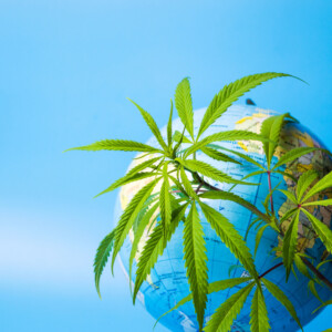 大麻と地球儀