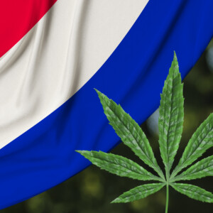 オランダ国旗と大麻草